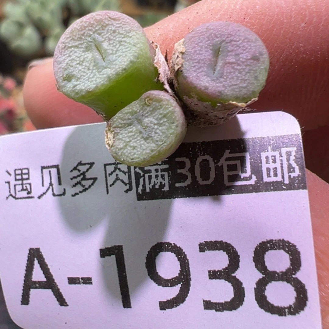 多肉植物？11111111111