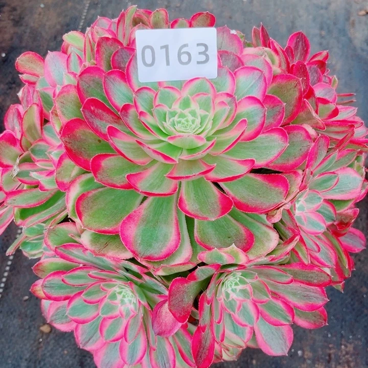 孔雀翎多肉发货发货