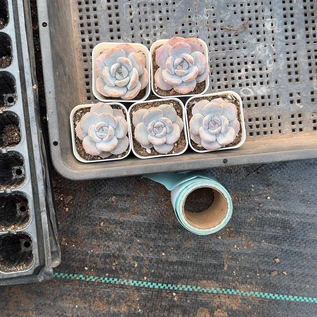Cs一物一拍专拍链接