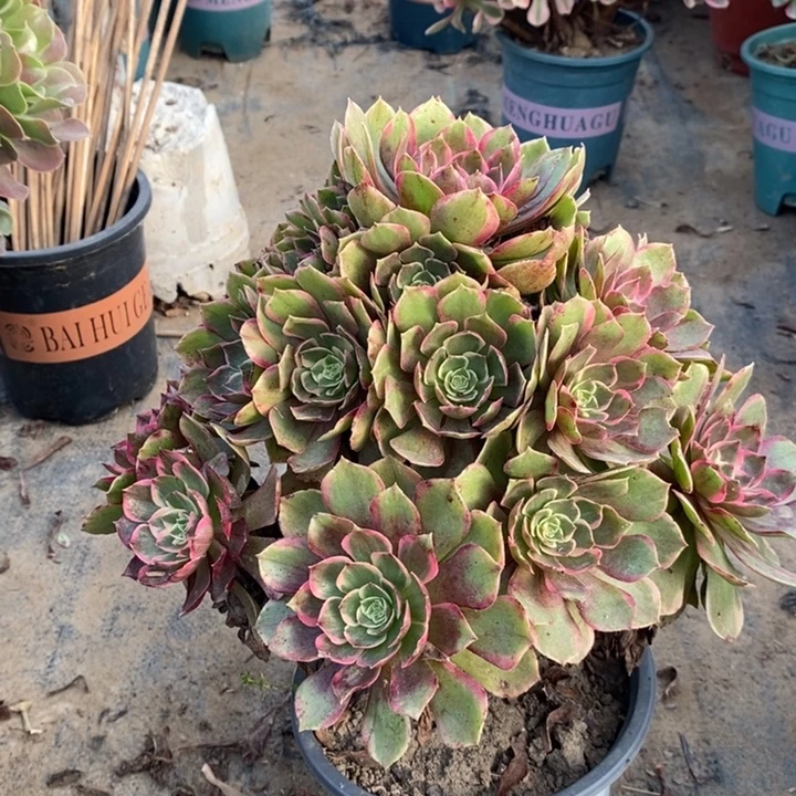 粉花妖多肉植物34