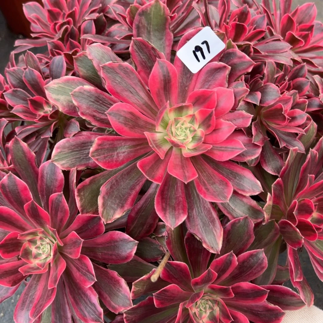 197浣纱多肉多肉多肉多肉