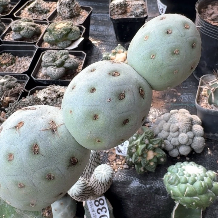 883白皮洞洞习仙人球