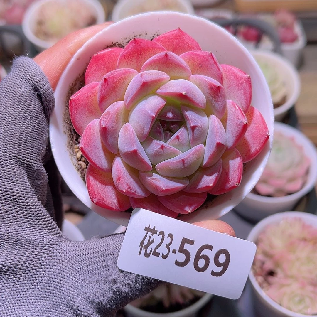 花23-569白桃汽水