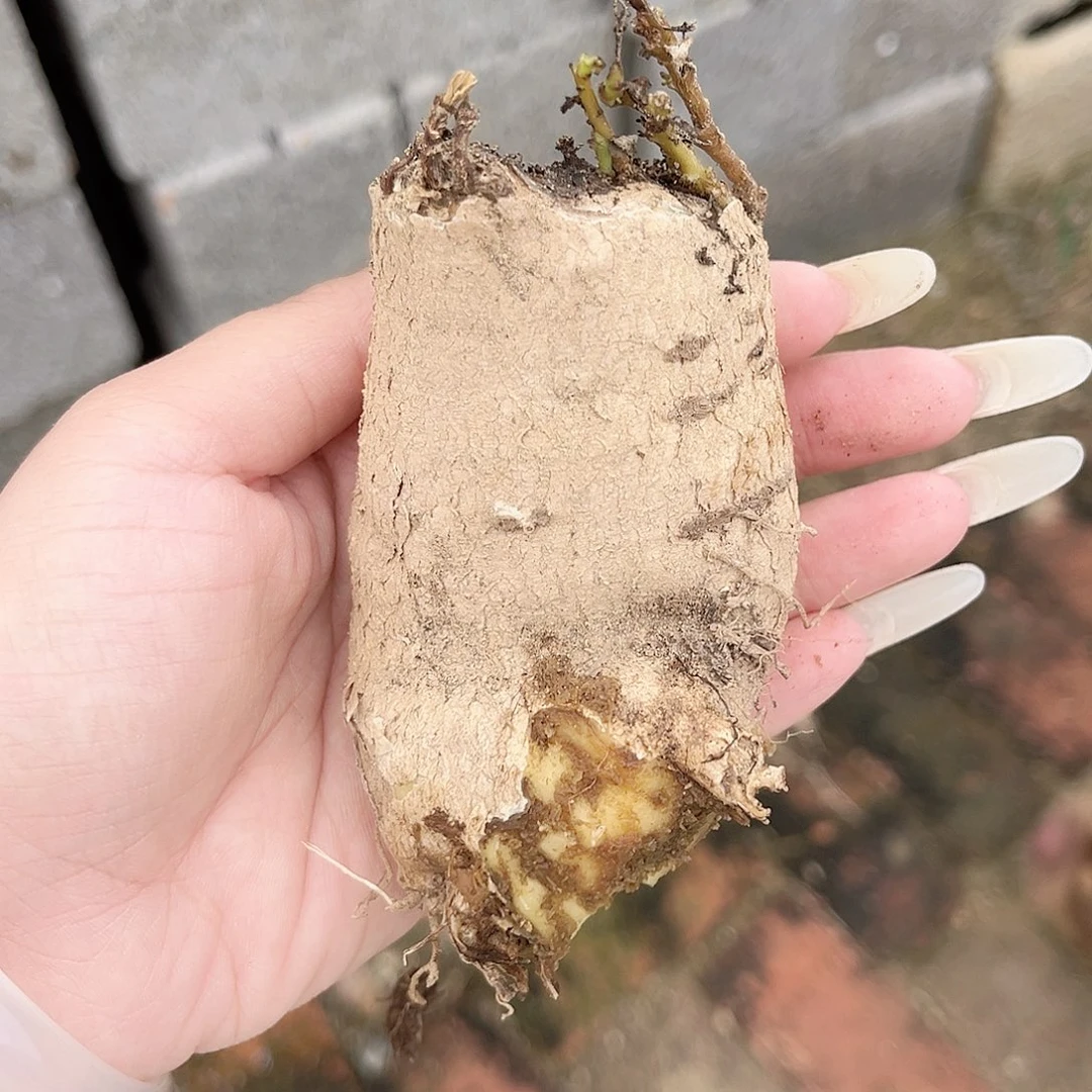 多肉植物白皮罗摩