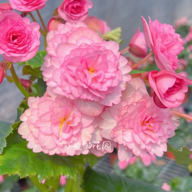 【飞翔粉】垂钓重瓣海棠室内好养 只包到手不包养护