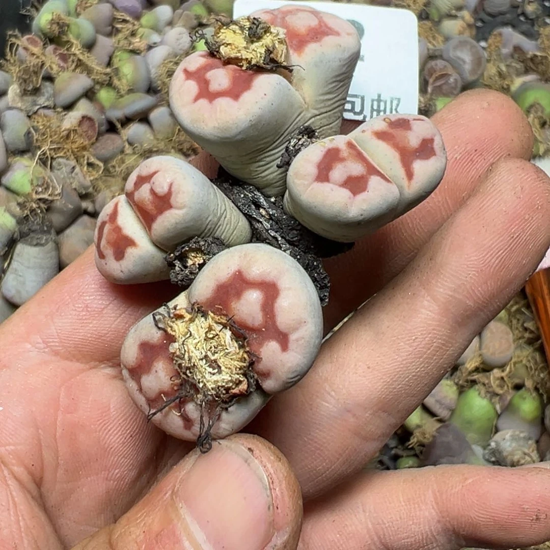 【闪购商品】g****o 672。