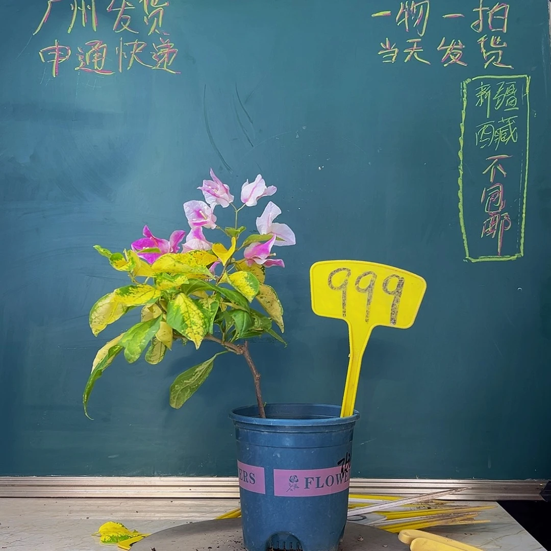 当前无花栽培后可以开花福利 斑红樱 999