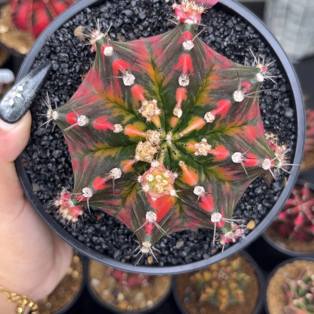 泰系米哈锦 带盆土发货8.8cm