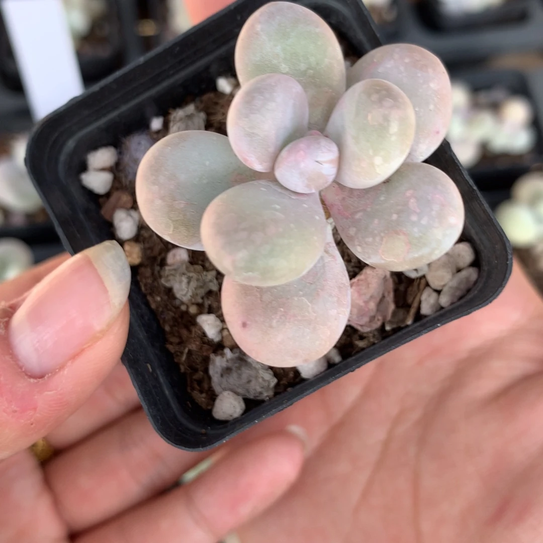 水光针奶酪多肉植物