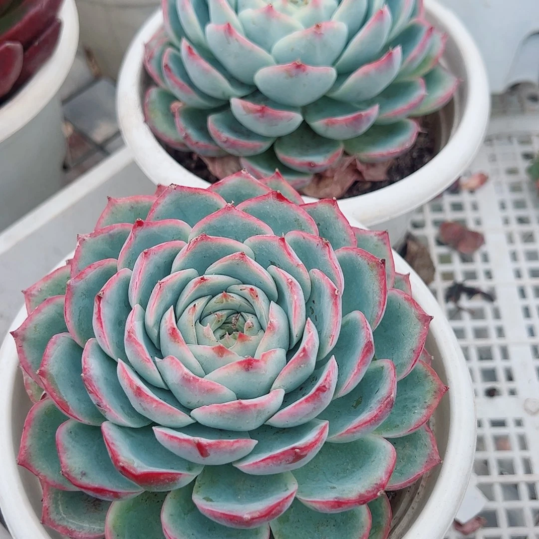 侧影大单头莲花座