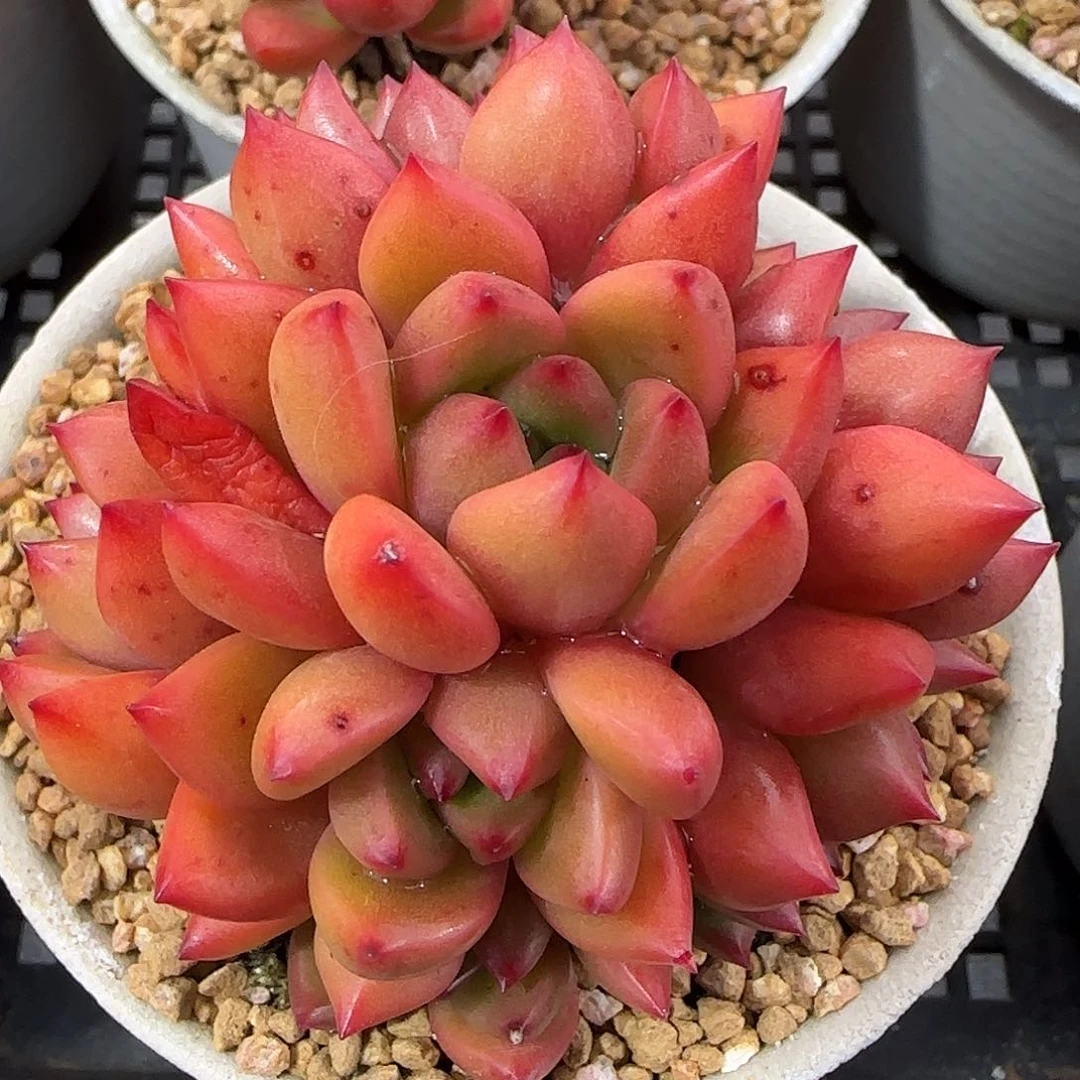 从前慢花园精选小红酒群