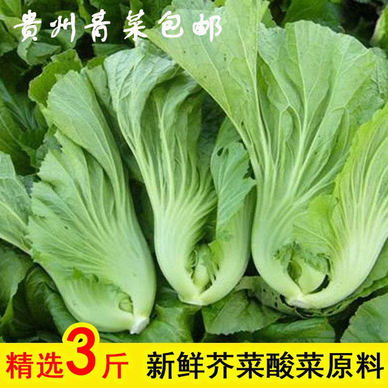 贵州酸菜鱼做泡种泡菜芥菜农家现摘腌菜云南新鲜菜