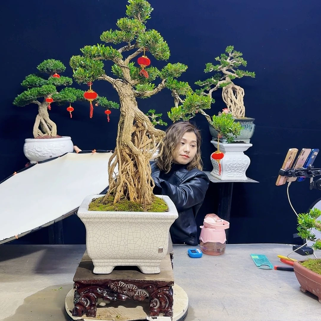 高端黄杨盆景艺术