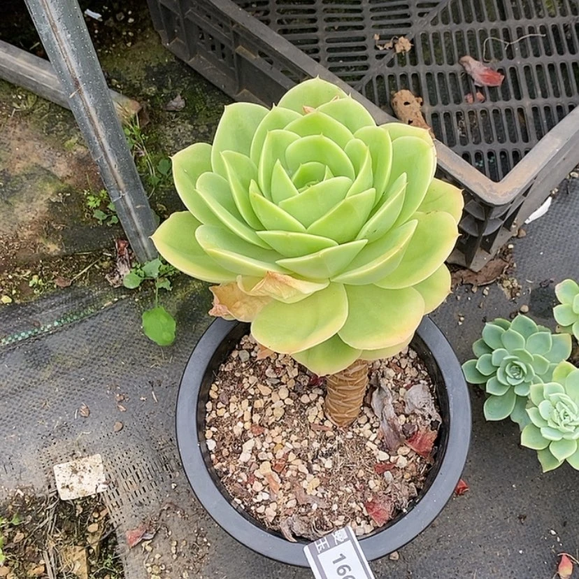 【闪购商品】用****0星娜塔1666