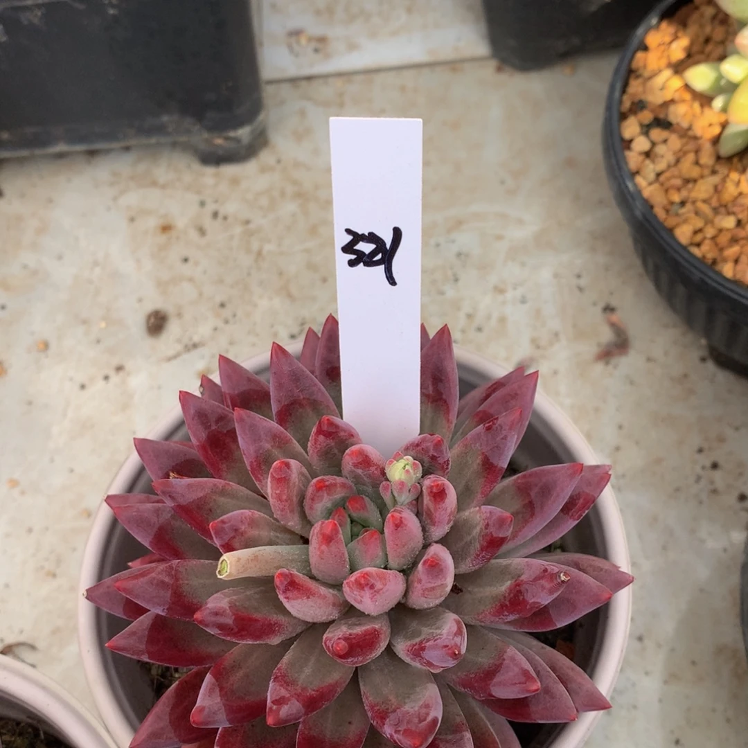 呀木诶人626262627727272