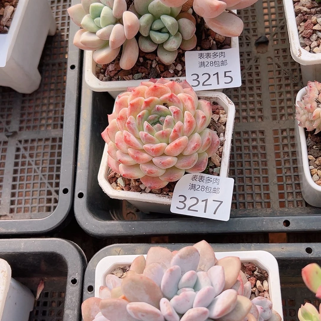 野***姐多肉一物一拍植物3217