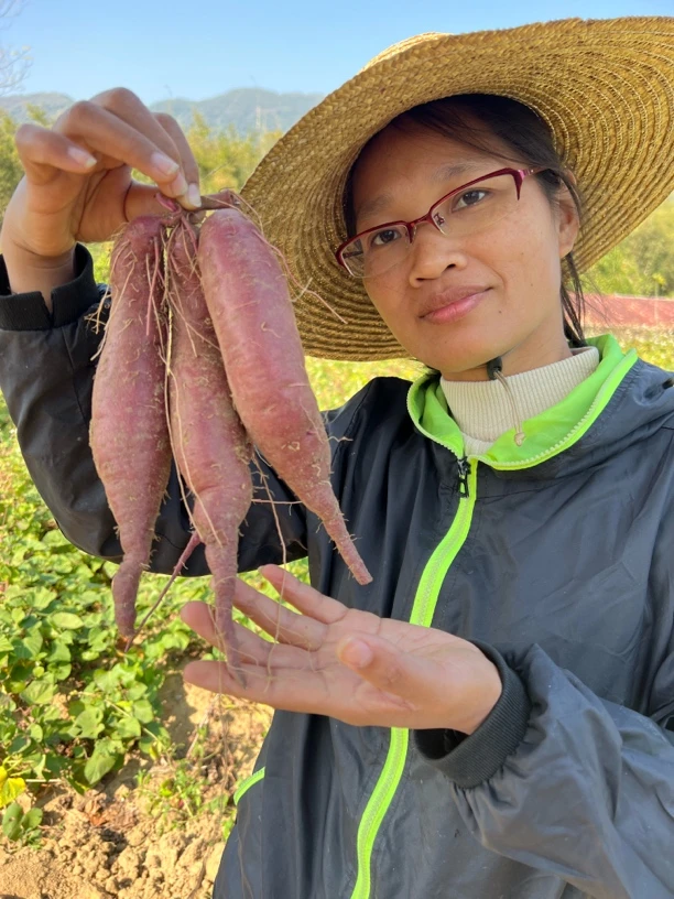 广东阳春岗美农家自种冰淇淋红薯