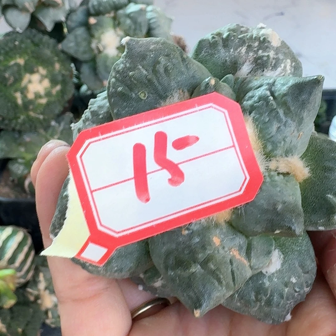 【闪购商品】无花朵一**安怒涛15