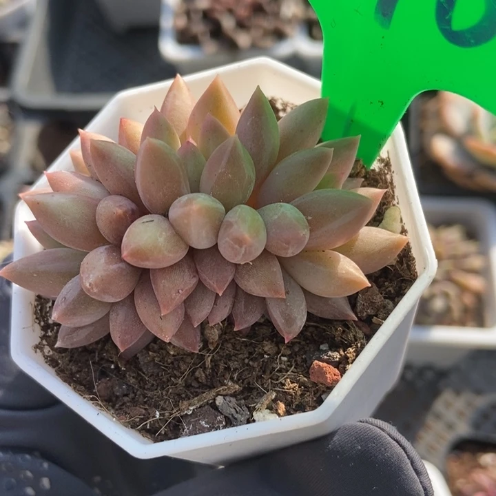 790余美人多肉植物保护