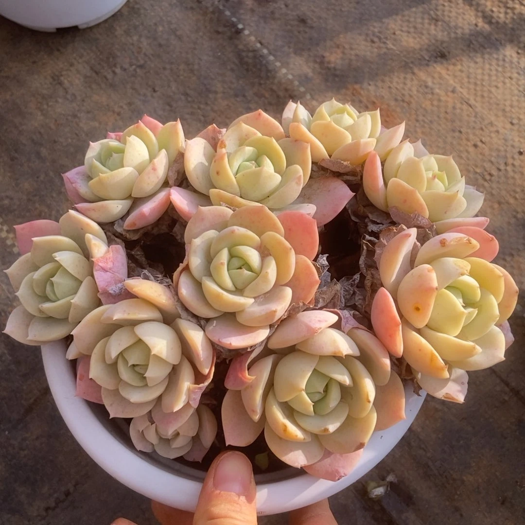 恋曲有砍多肉多肉多肉多肉多肉