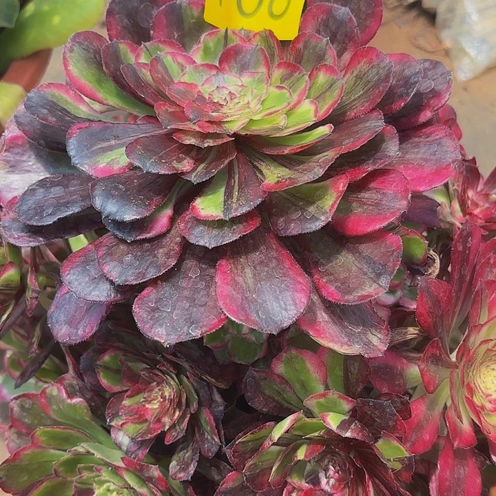 多肉植物同花顺708