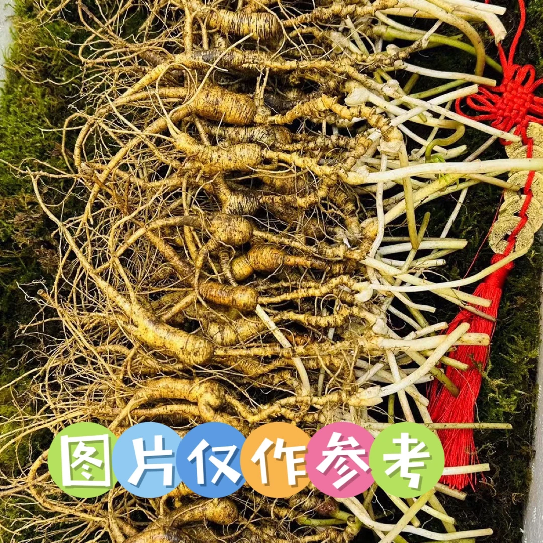 长白山林下参残参吃货参