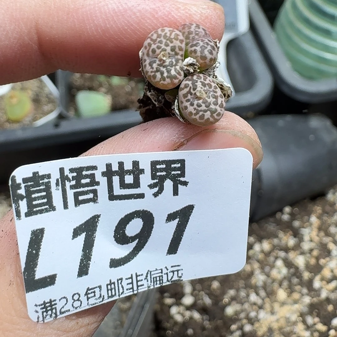 多肉植物的润泽gn