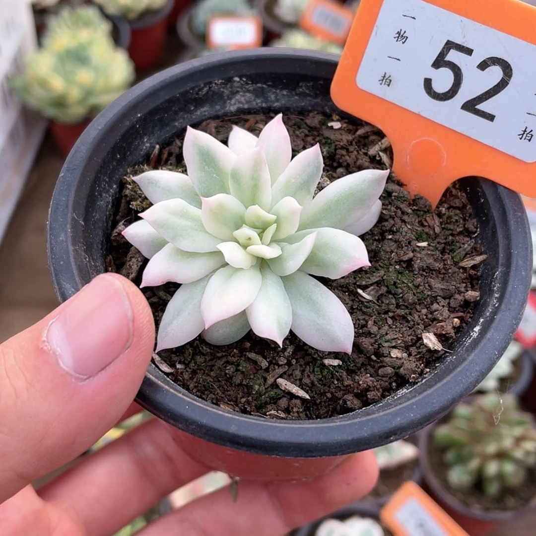 【闪购商品】无花朵52