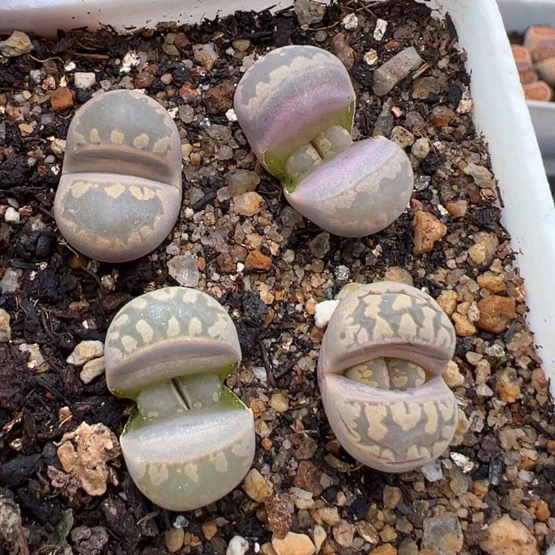 1.20好看的多肉624