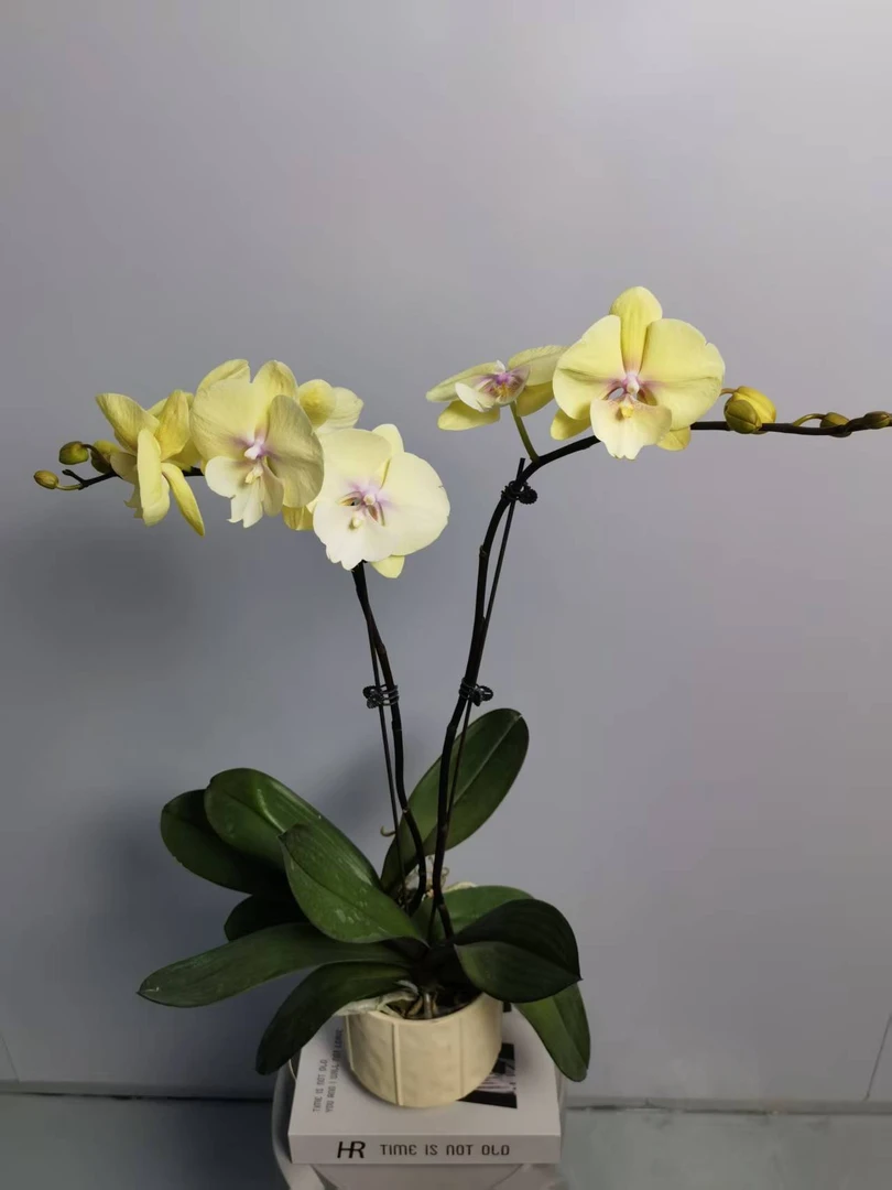 【大吉大利】蝴蝶兰盆栽带花苞花剑大苗客厅室内四季好养活植物花卉