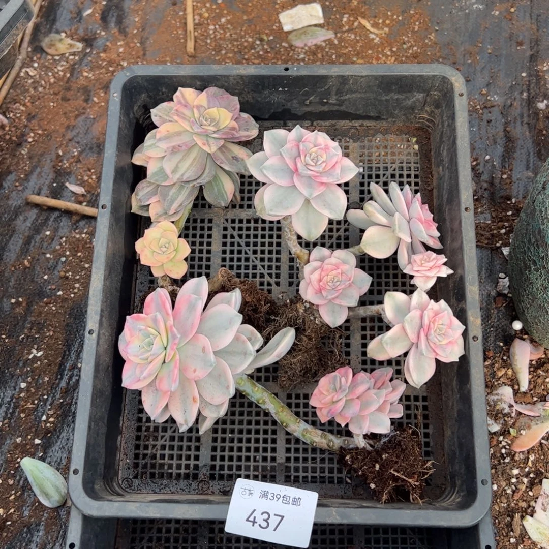 437紫乐锦老桩多肉植物