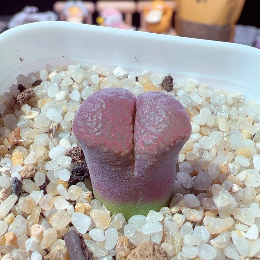 917-712多肉多肉红风铃