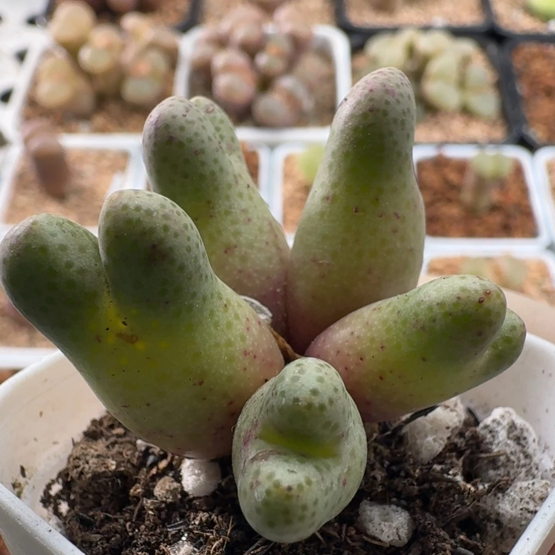 斑马特价微瑕疵3878