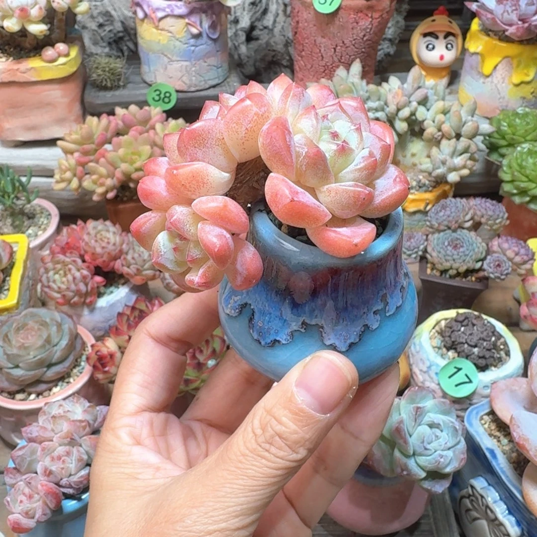 舞***榭太妃糖 多肉含盆土 一物一拍