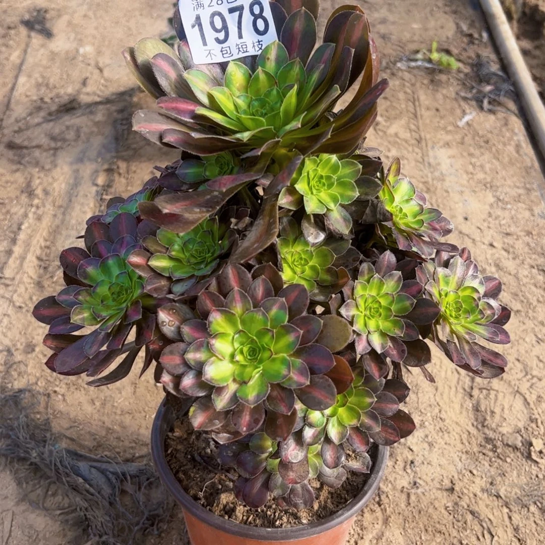 爱马仕中斑多肉植物1978