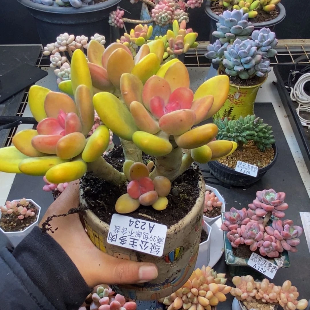 234芒果奶多肉12c m