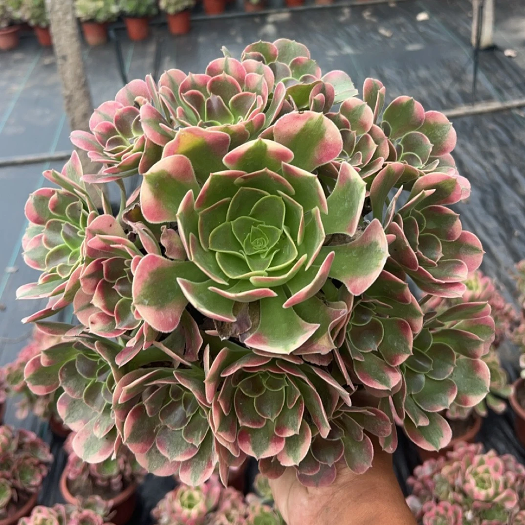 晴天家【香妃手捧花】高端品质，受人追捧，一年四季不同状态，多肉
