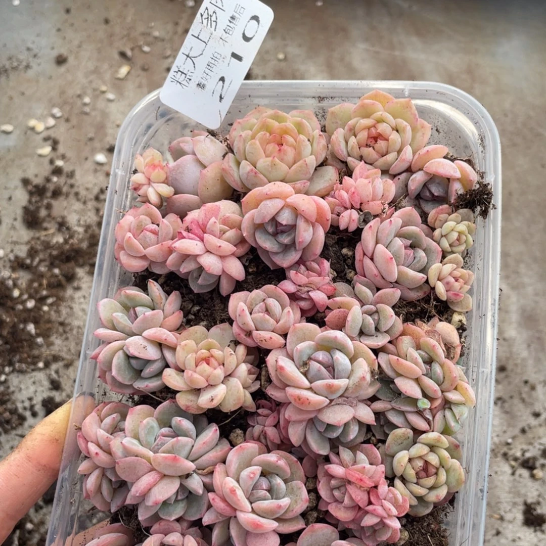 糕大上多肉植物210