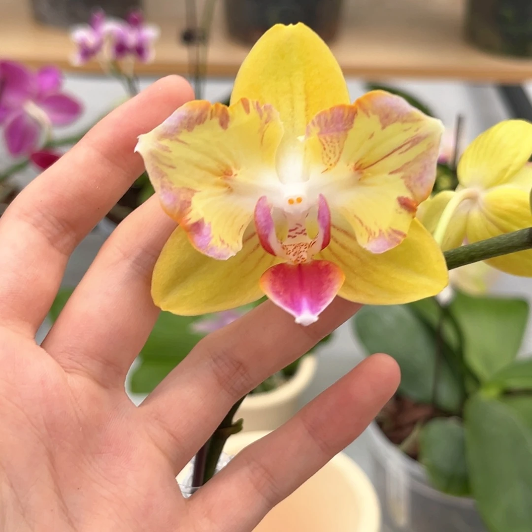 完全开放4寸满天星开花株