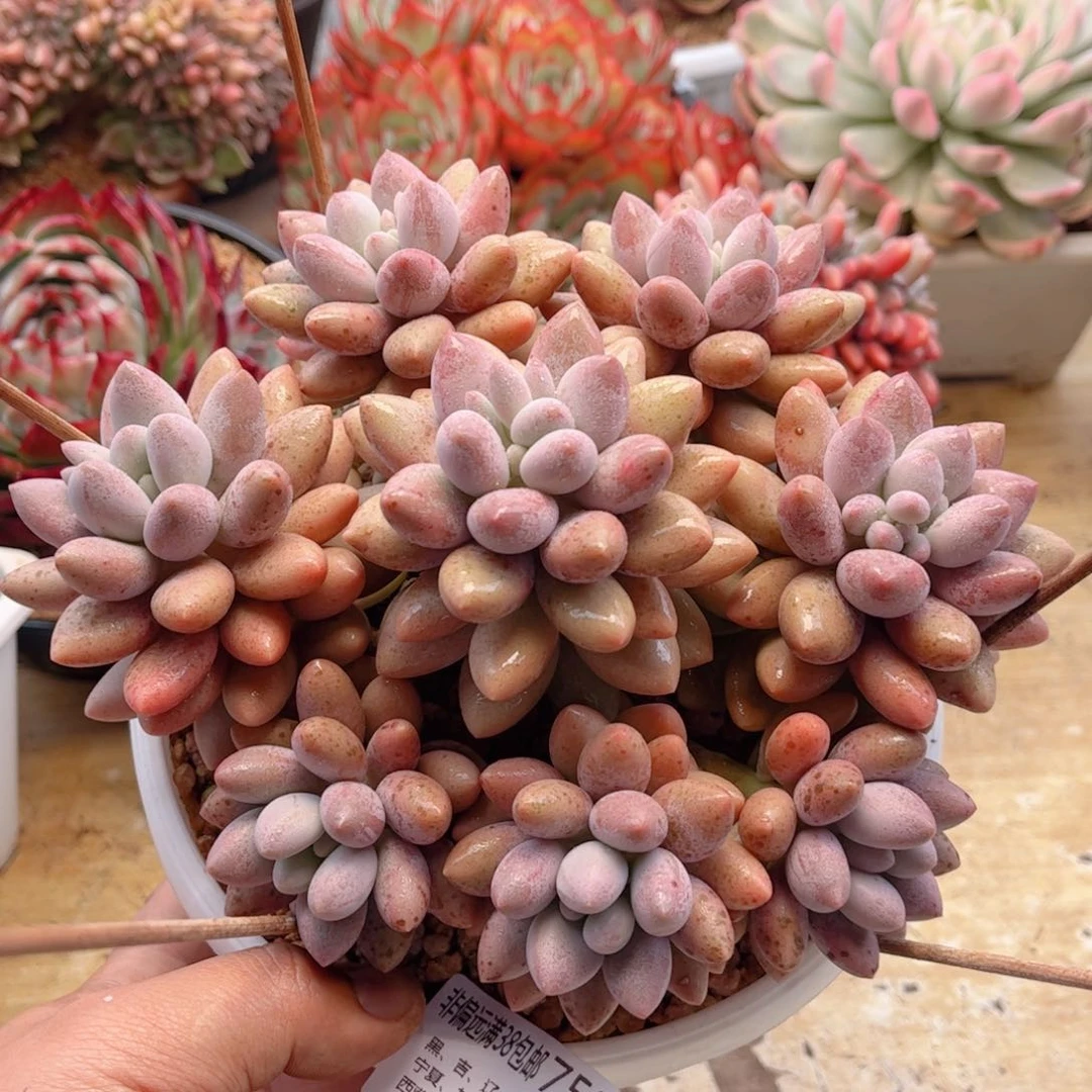 753粉恋德华多肉