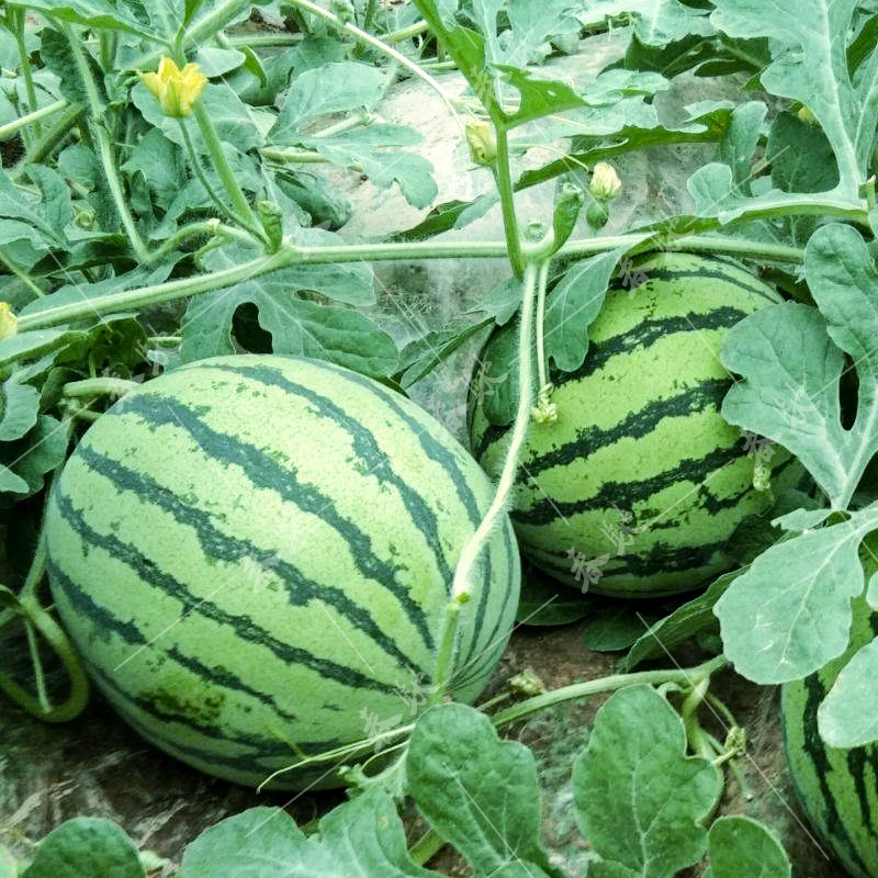 抗裂京欣 大红瓤西瓜花朵开放状态完全开放