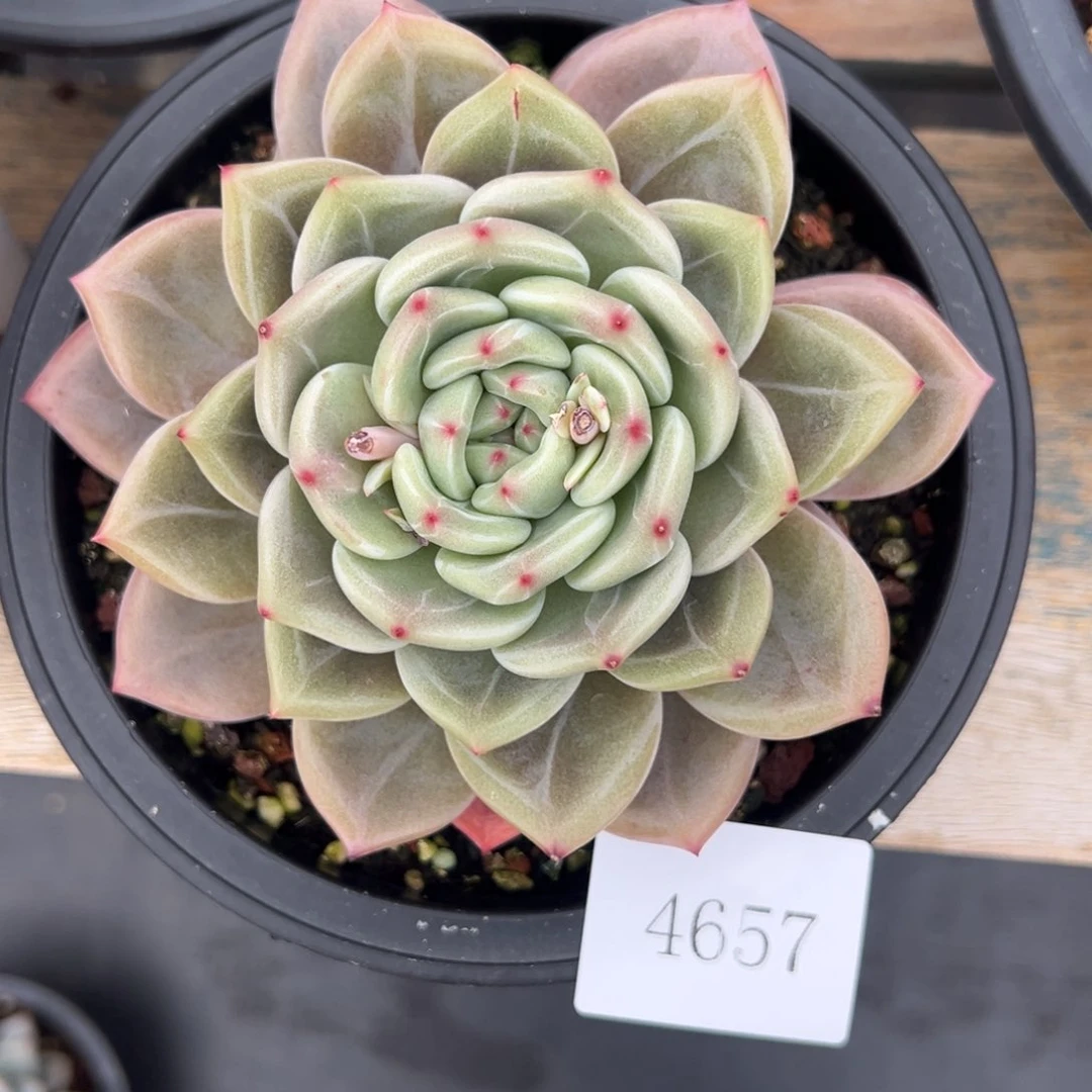 后***?4657肉肉肉肉肉肉肉