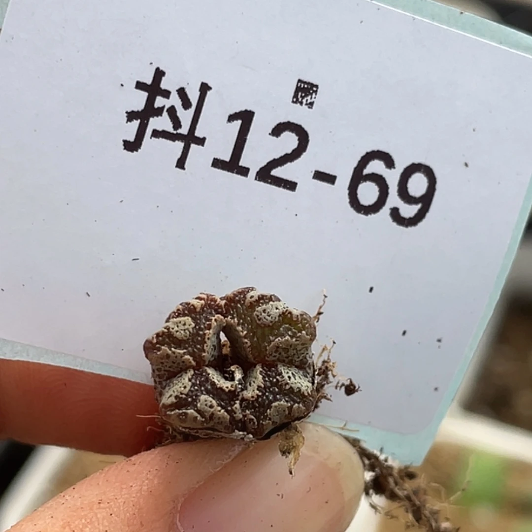 12-69超碟多肉植物