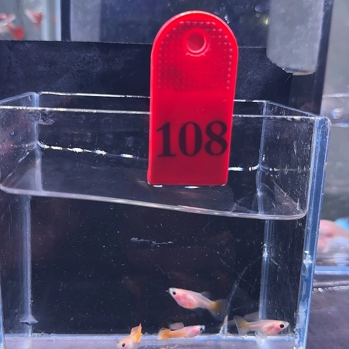 孔雀鱼108号6 条
