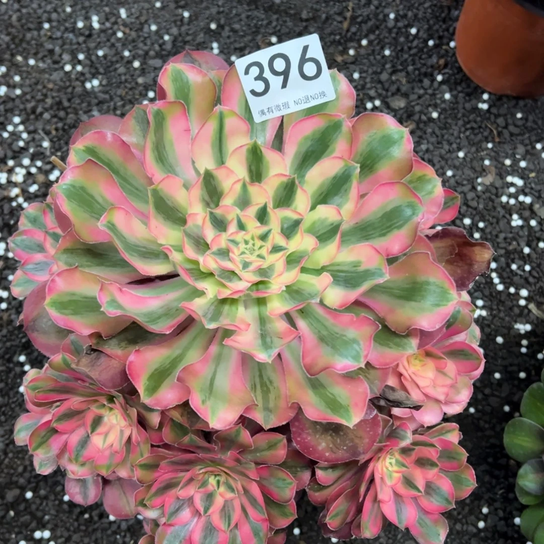 我是真的很喜欢这个