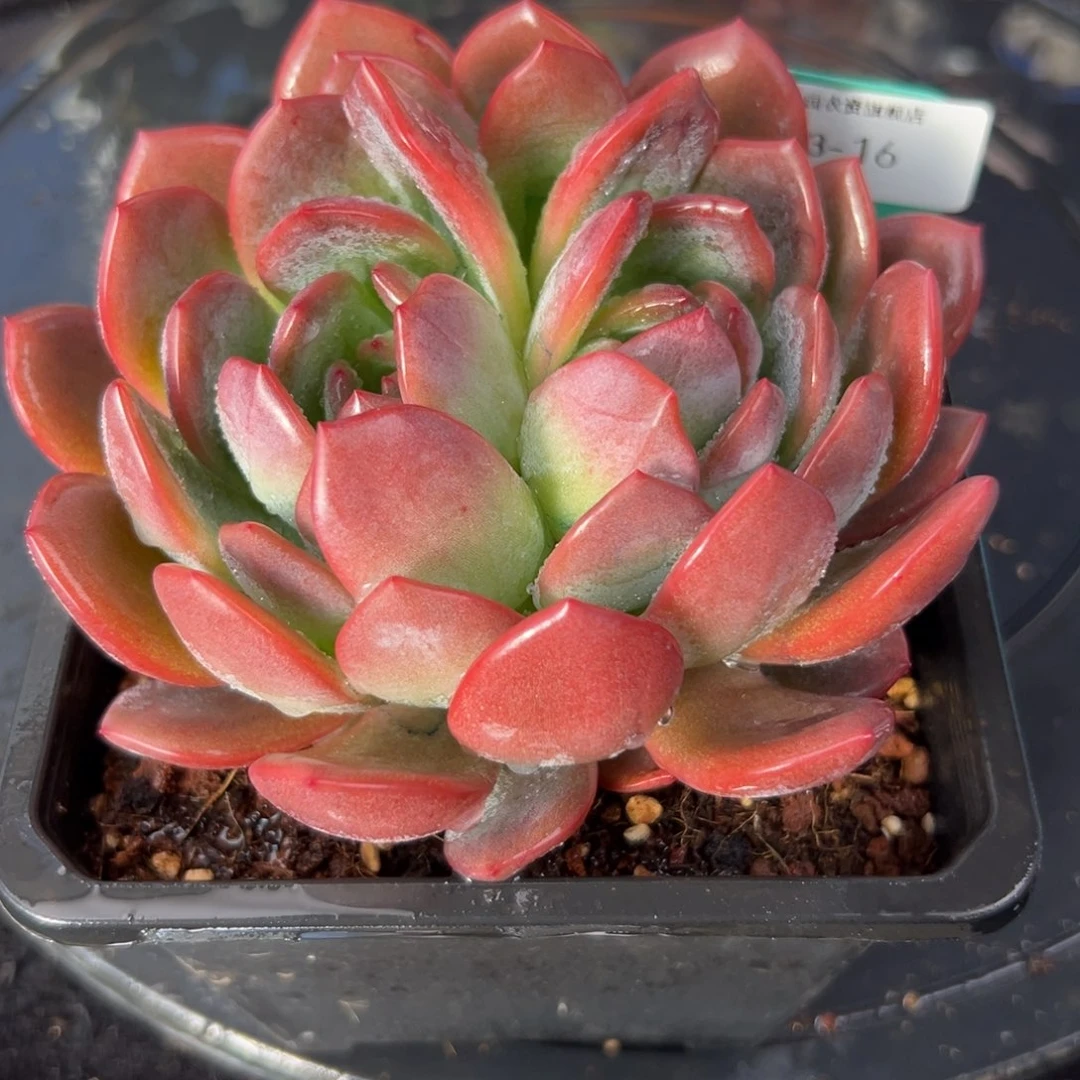 从前慢花园多肉编号1123-16