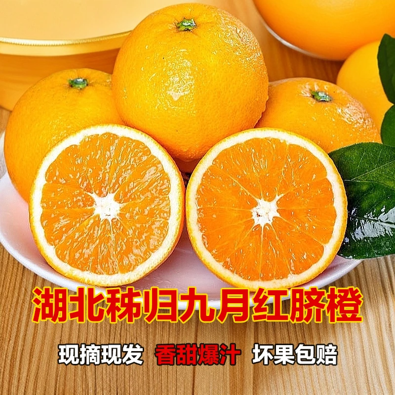 湖北宜昌秭归九月红果冻橙脐橙手剥爆汁橙现摘发新鲜应季水果