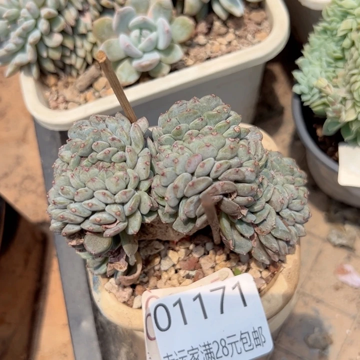 幸运的是我的朋友们