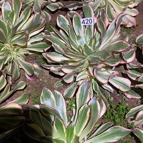 风*潇多肉植物法师420魅影