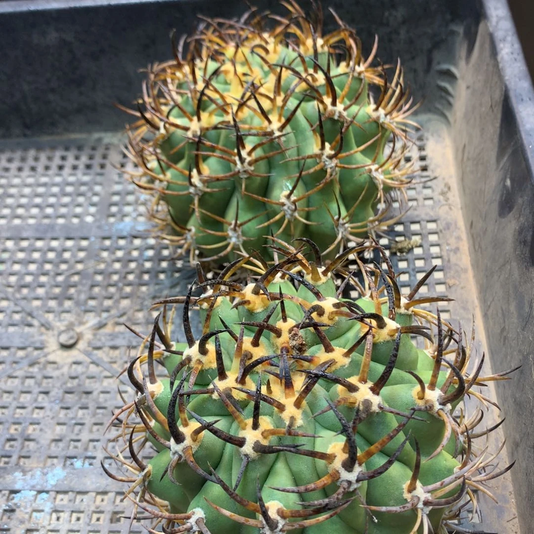 苗接  沙丁鱼 (无根)1颗整体11.5公分